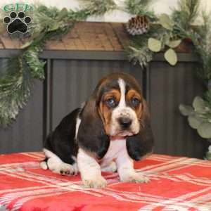 Sailor, Basset Hound Puppy